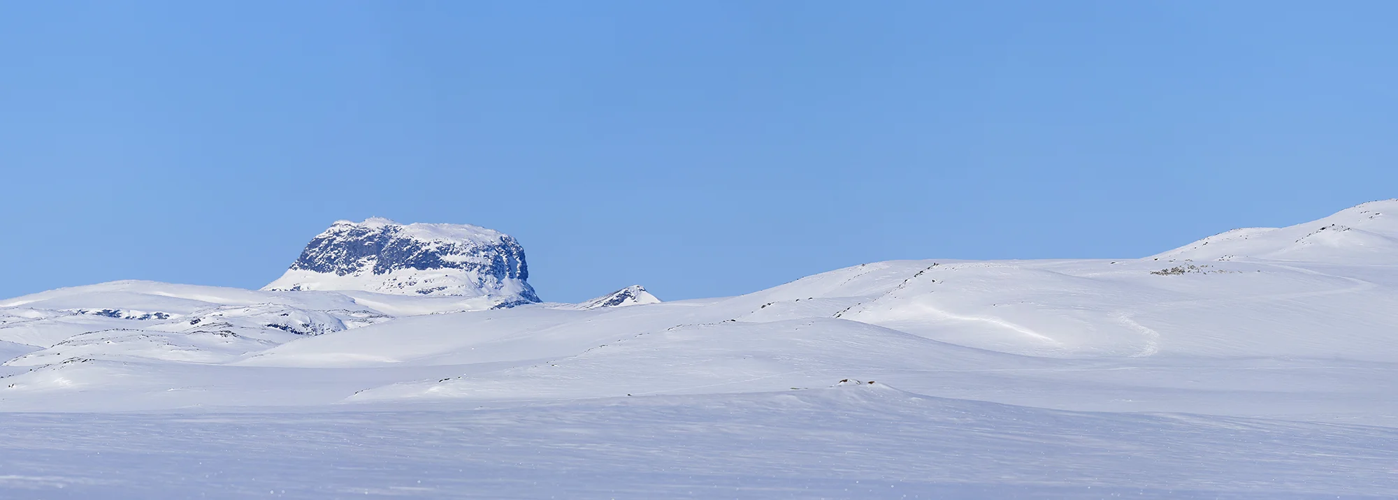 På Hardangervidda har man merka dyr sidan 2001. Her bør ein antakeleg fortsette den lange dataserien. Foto: Anders Mossing