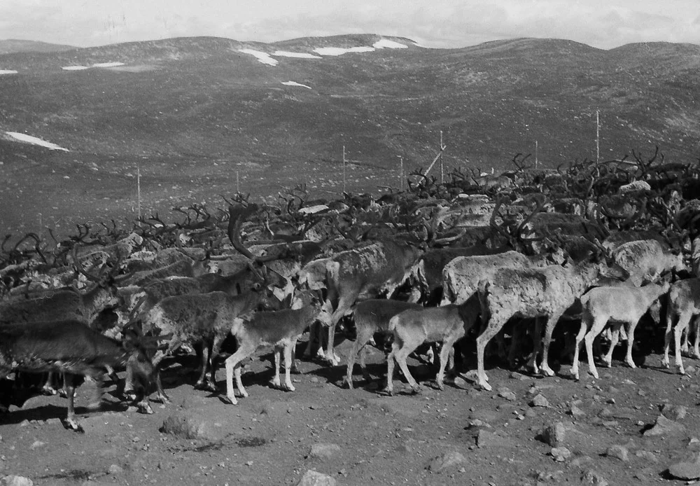Samling til kalvemerking på Gråfjell. Foto utlånt av Gunnar Storeli.