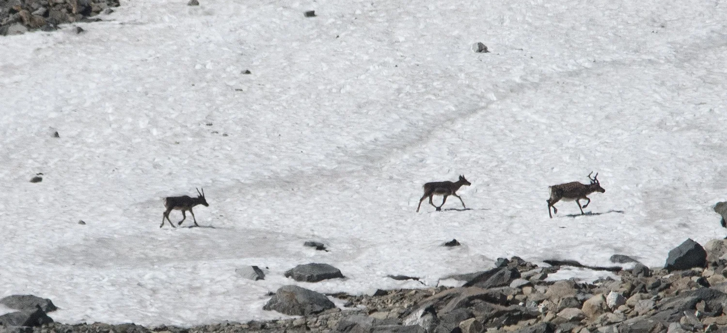 Tamrein frå Lom Tamreinlag søkjer seg mot snøfennene høgt til fjells ved Tverrbotntindane. Foto: Kjell Bitustøyl