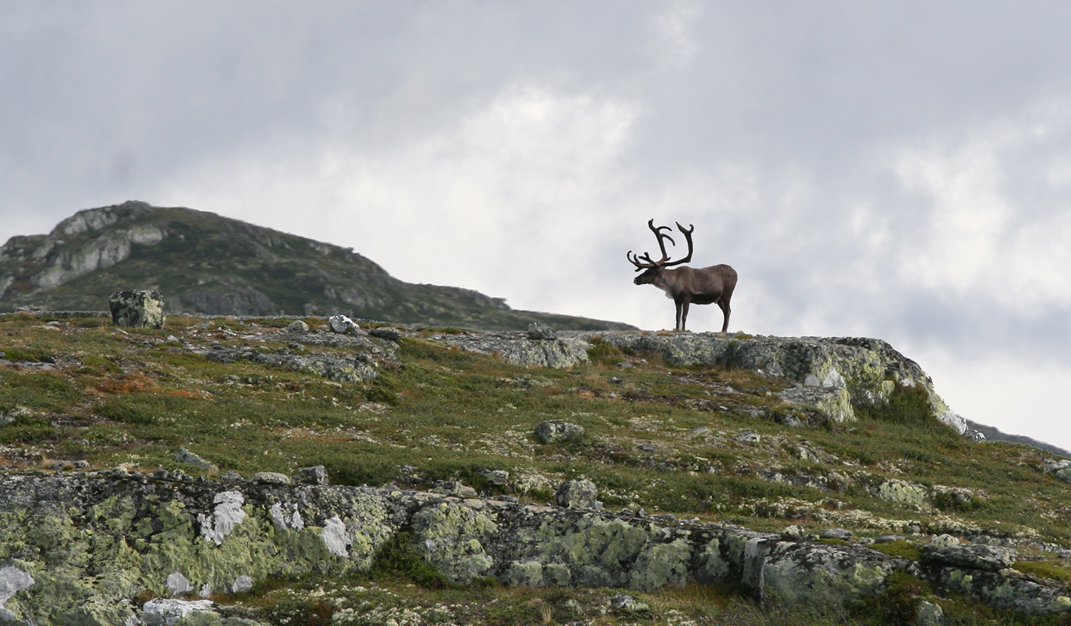 Mattilsynet har snudd i saka om statleg felling av bukk i Nordfjella og på Hardangervidda. Illustrasjonsfoto: Anders Mossing
