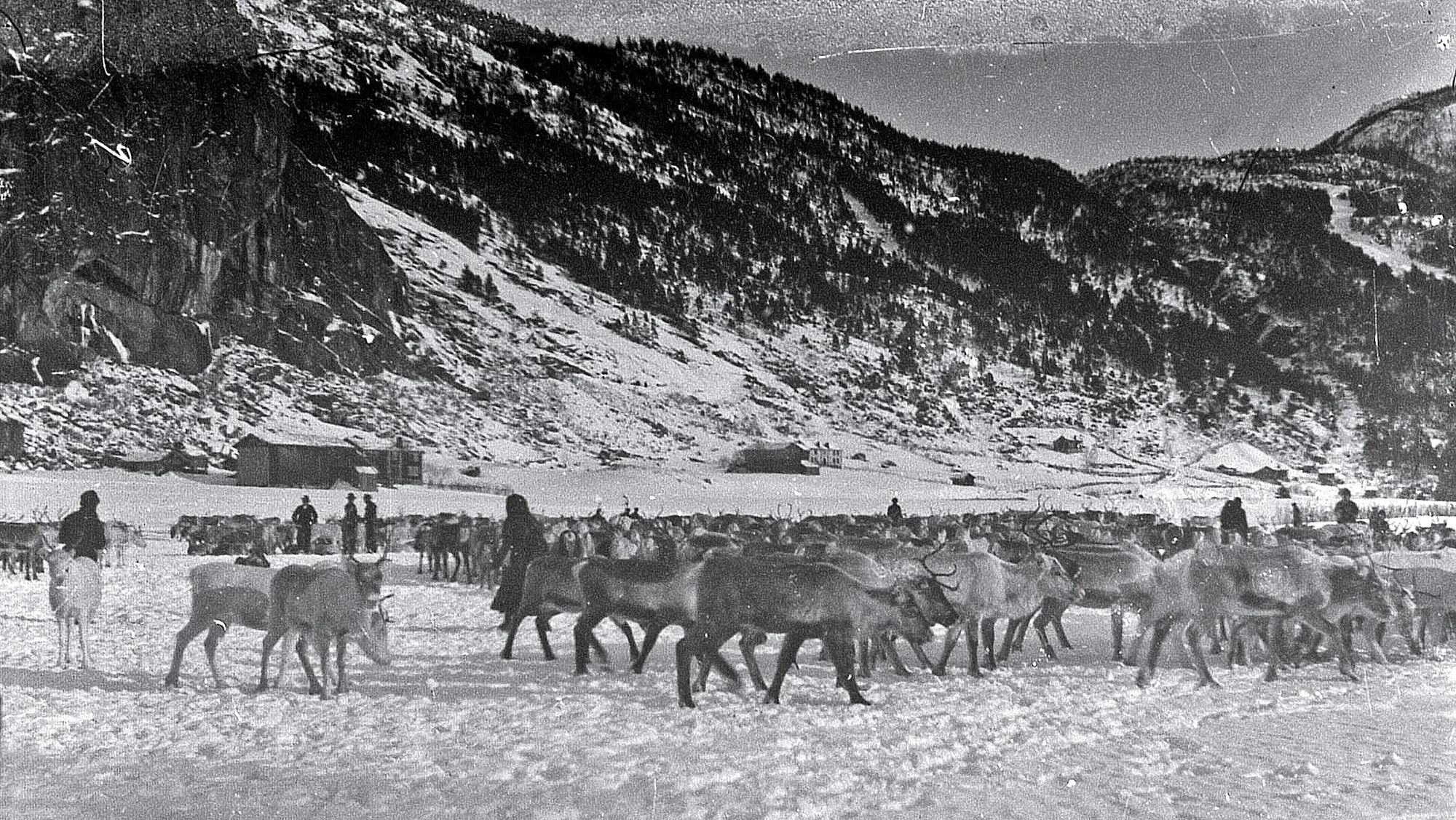 Sørsamane Lars Johnsen og Sigrid Johnsen var blant dei som var lengst i Setesdal med eigen rein, dette er flokken til Lars og Sigrid, biletet er frå slaktinga på Bjørgum i Valle i 1914. Foto utlånt av Setesdalsmuseet.