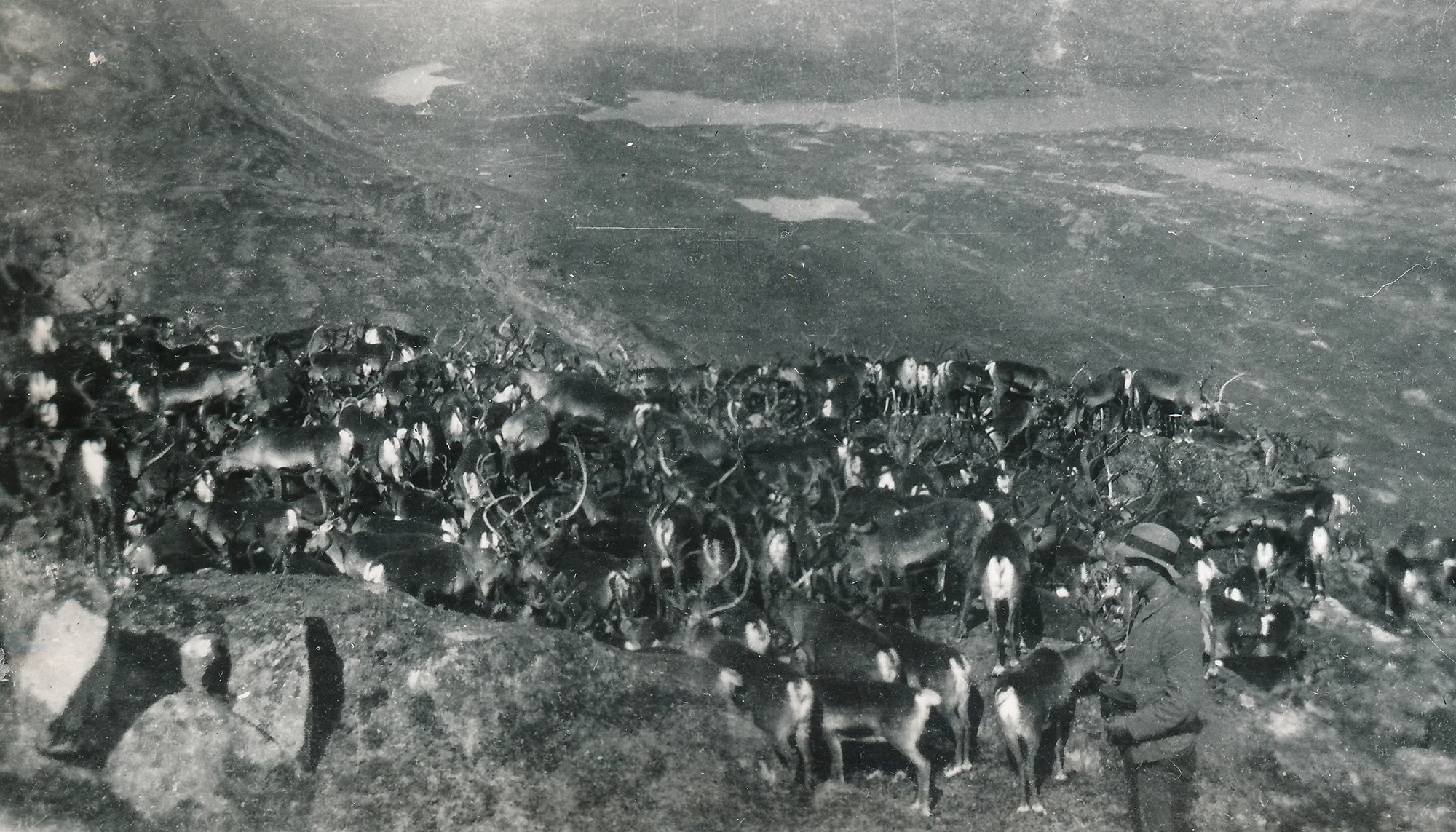 Reinsflokken til Byklehei reinsamlag i Halsenutane, bak ser me Nipavatn. Dette er langt nord i Setesdal Vesthei (foto utlånt av Kay Arne Jeiskelid).
