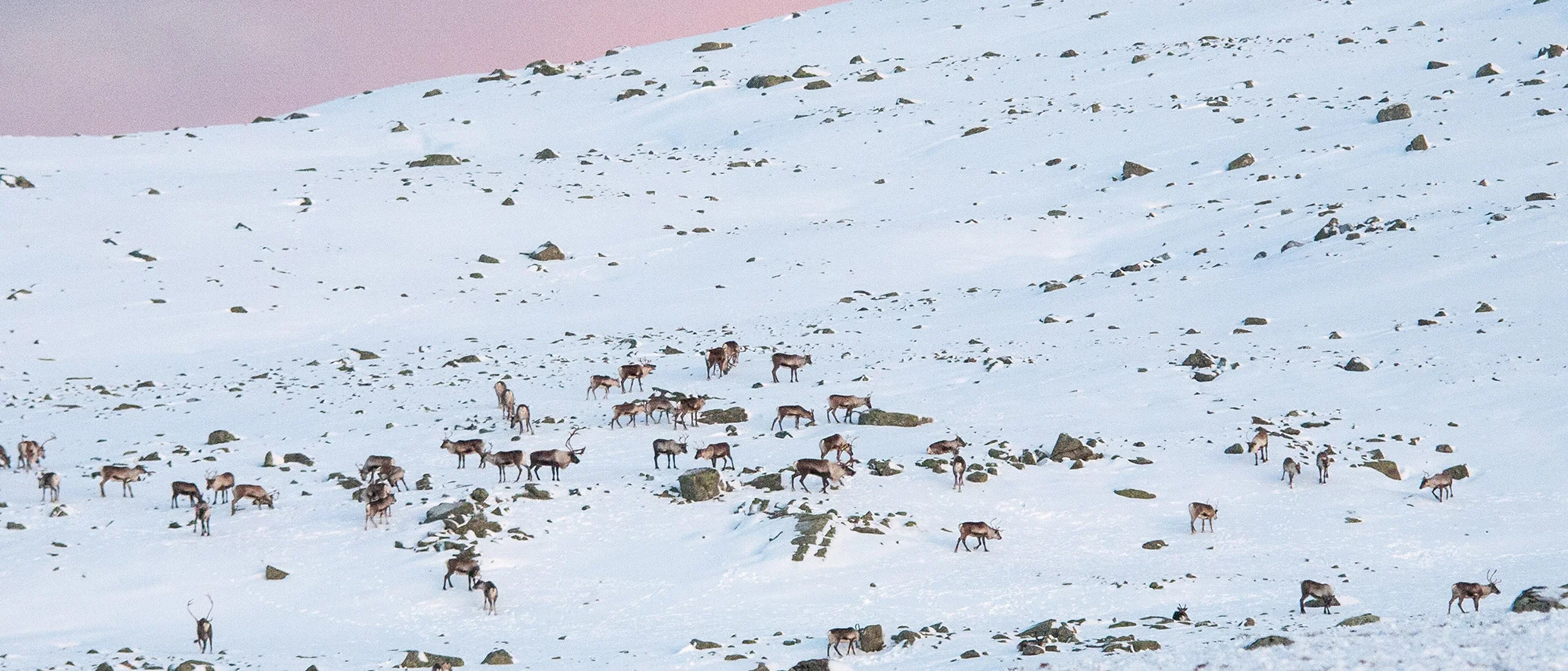 I Hardangervidda nasjonalpark er villreinen ein svært viktig del av forvaltningsproblematikken. Foto: Kjell Bitustøyl