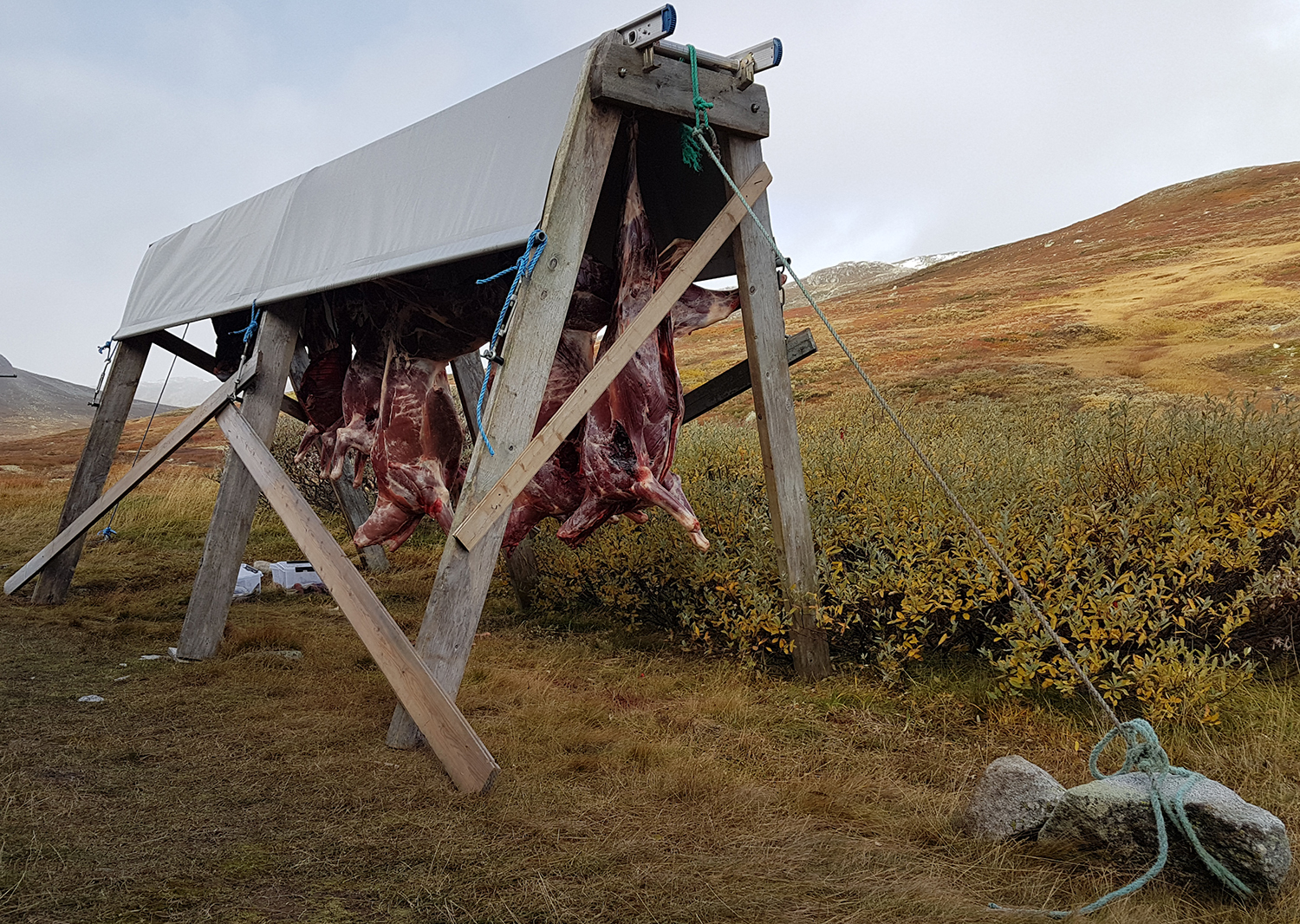 Høstens jaktresultat og sommerens kalvetellinger tilsier en bestandsvekt på Hardangervidda. Foto: Anders Mossing