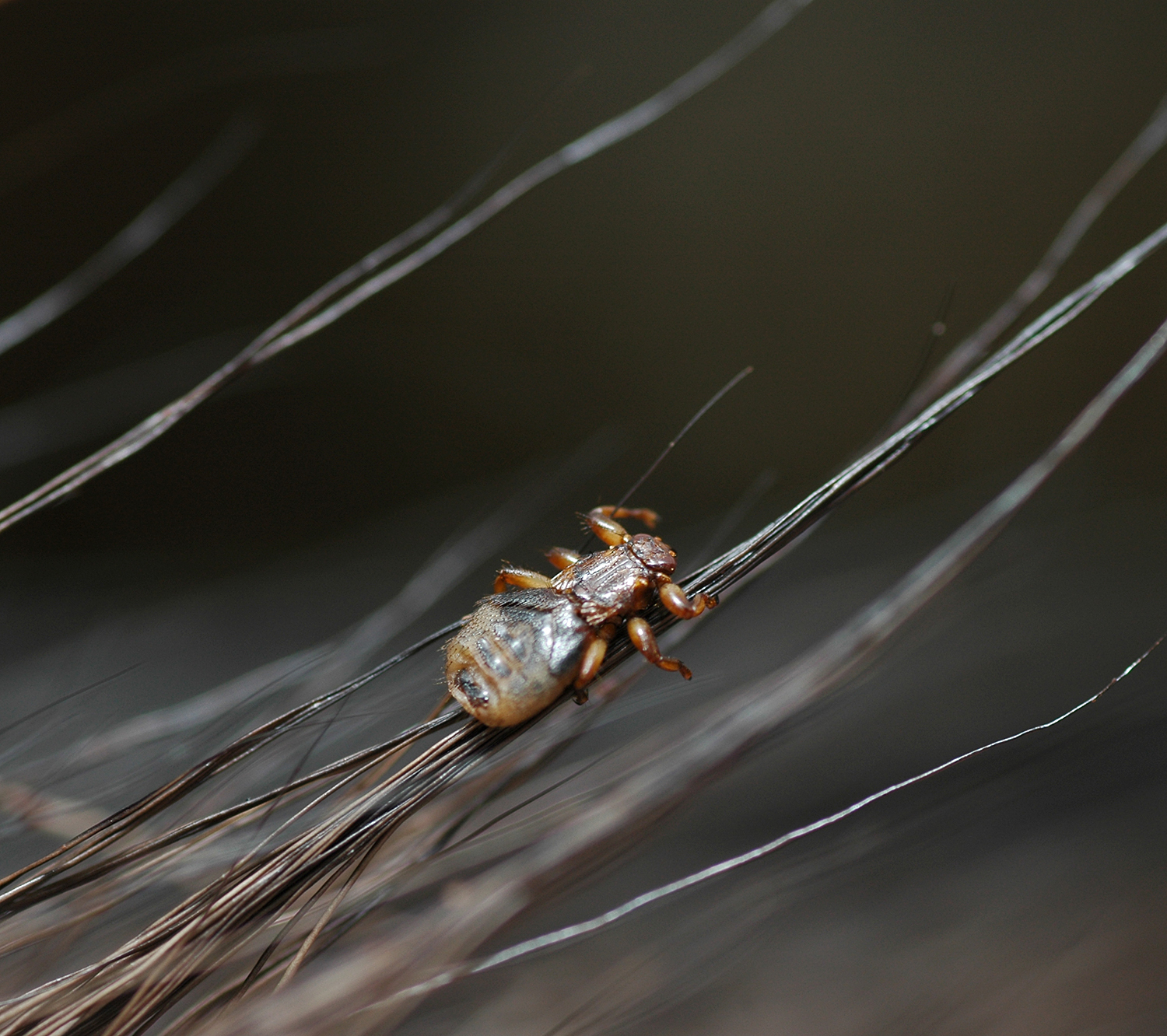 Hjortelusflue i sitt rette element. Foto: Bjørnar Ytrehus/Veterinærinstituttet