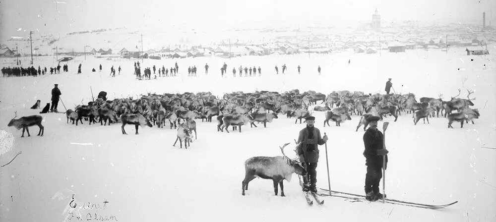 Mange sørfrå var til Rørostraktene for å kjøpe inn tamrein. Dette er kan hende ein "søring" som har kjøpt seg rein. I tidlegare tider var det å bruke ski når ein skulle drive rein. Foto utlånt av Rørosmuseet
