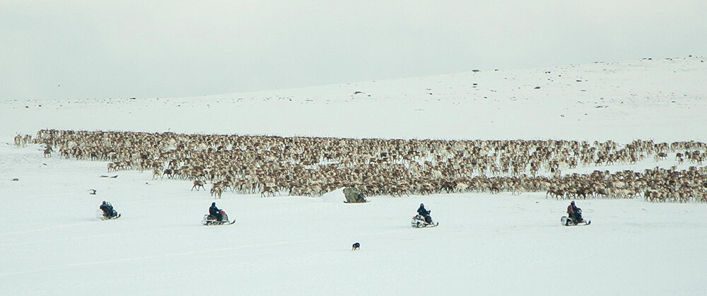 På Rørosvidda har snøskuteren, som i nesten alle tamreinområde, teke over som reingjetarens viktigaste reiskap vinterstid. Foto: Kjell Bitustøyl