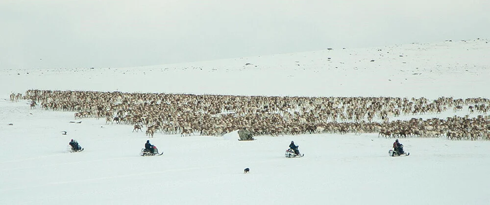 På Rørosvidda har snøskuteren, som i nesten alle tamreinområde, teke over som reingjetarens viktigaste reiskap vinterstid. Foto: Kjell Bitustøyl