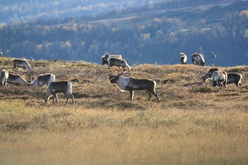Illustrasjon, høst i villreinfjellet. Foto: Ingrid Sønsterud Myren, Norsk villreinsenter