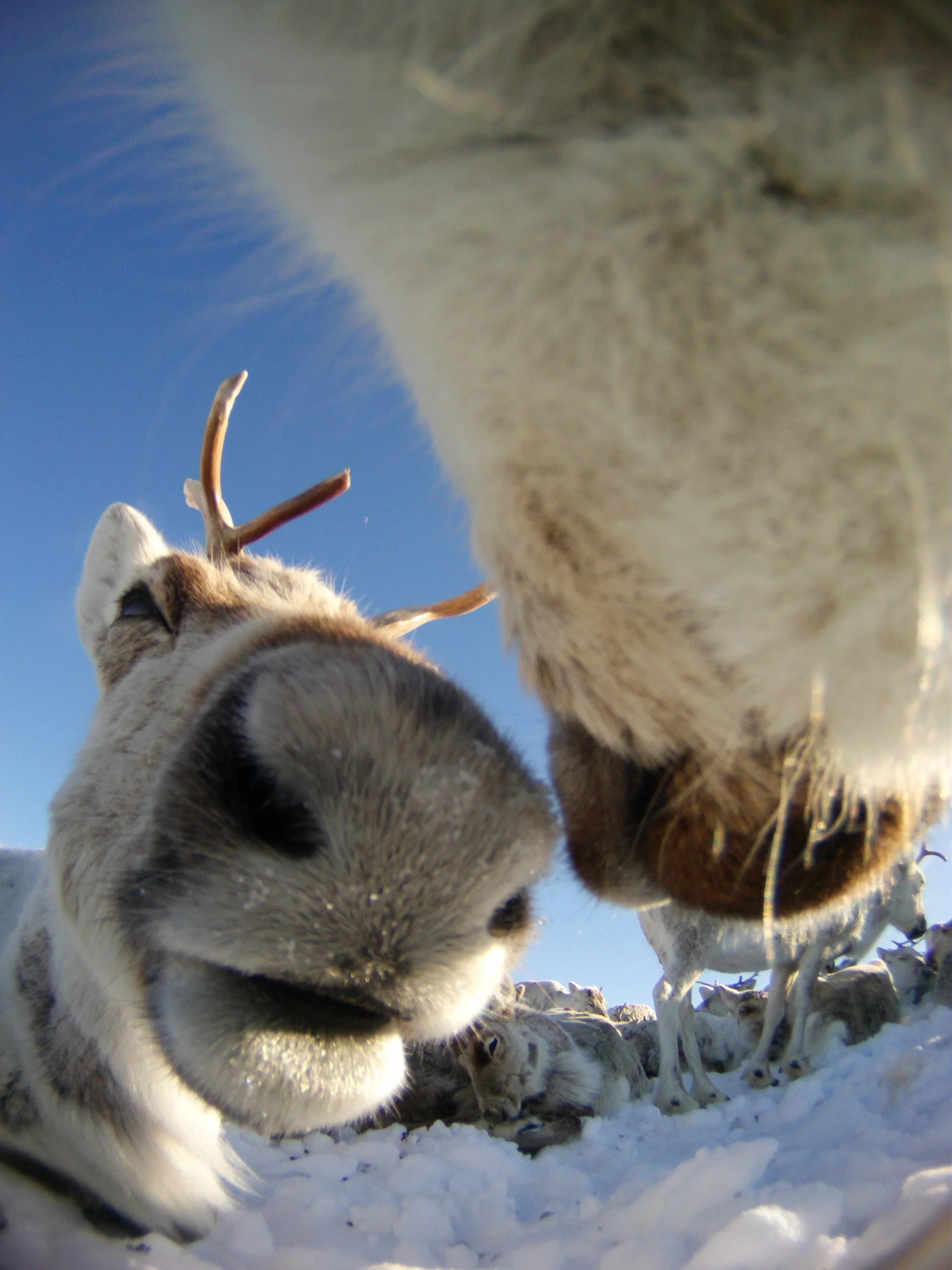 Foto: NINA, autokamera