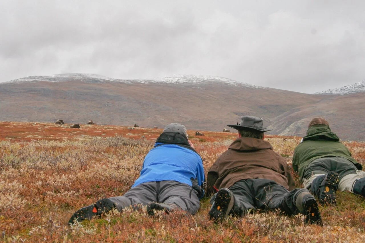 Moskussafari. Foto: Knut Berg-Domås