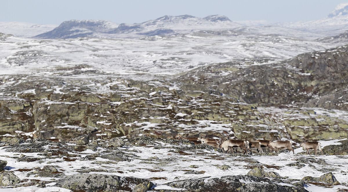 Det er oppretta ei reetableringsgruppe som skal planleggje gjenoppbygging av bestanden i Nordfjella. Illustrasjonsfoto: Anders Mossing