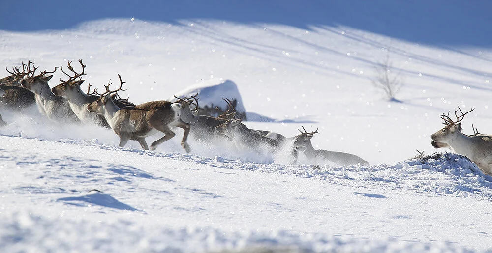 Foto: Anders Mossing, Norsk villreinsenter
