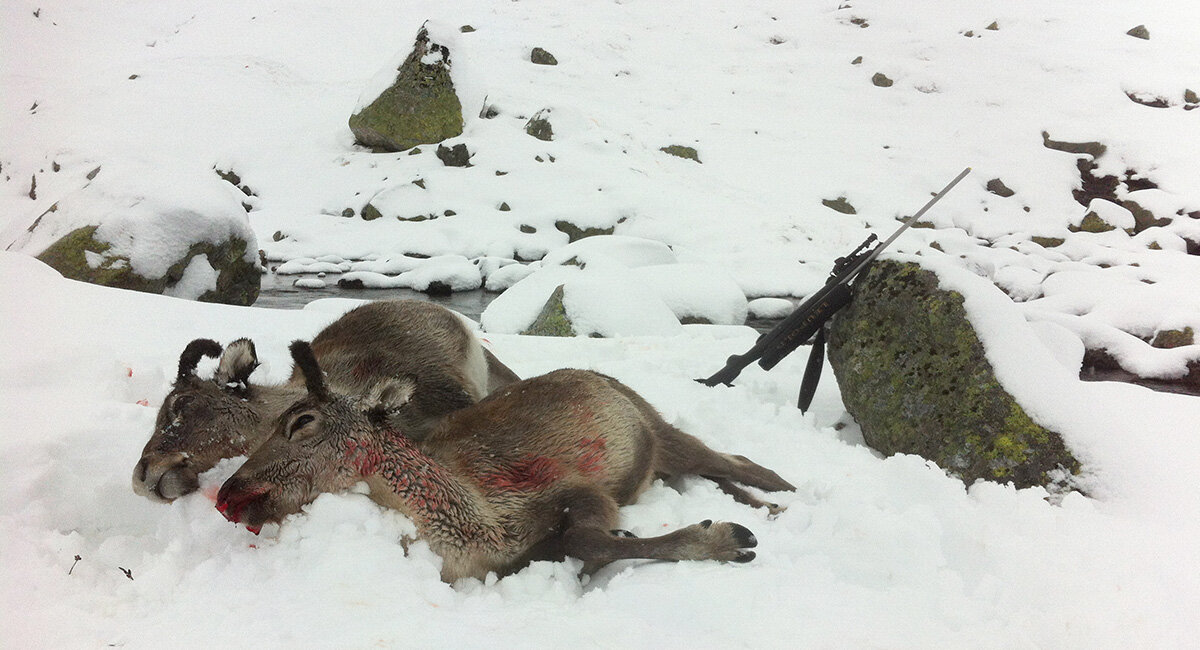 Jegerne på Hardangervidda kan nå felle en kalv i tillegg til valgfritt dyr per kontrollkort. Illustrasjonsfoto: Anders Mossing