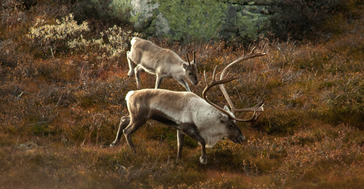 Bukk og kalv fotografert i byrjinga av oktober. Horna til kalven er ugreina. Foto: Kjell Bitustøyl