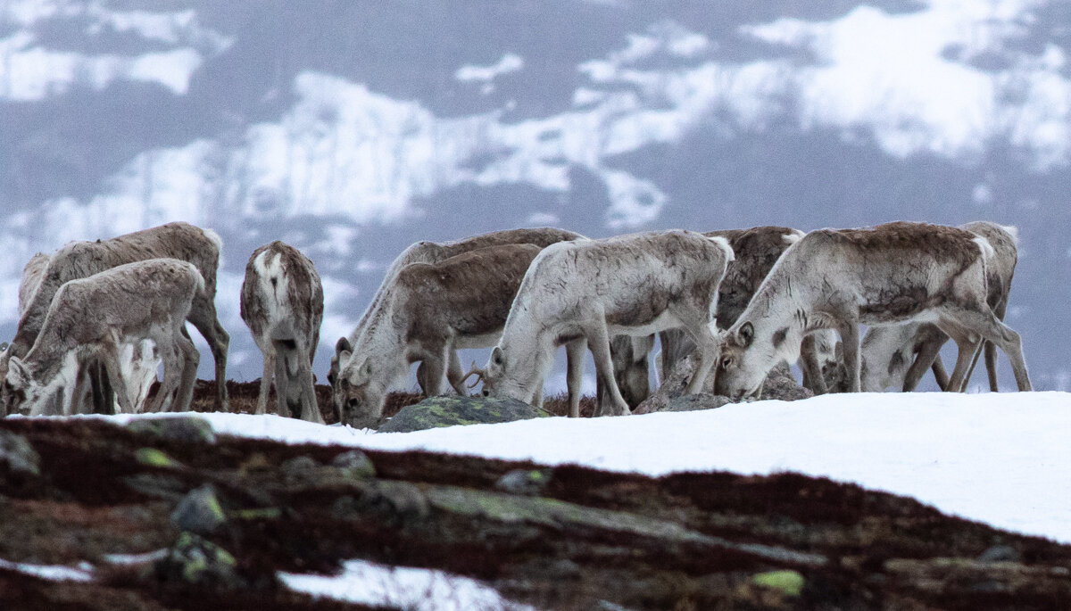 Foto fra tidleg i mai, Hardangervidda. Me ser at fleire av desse reinsdyra har hudbrems, særleg bak på ryggpartiet. Foto: Kjell Bitustøyl