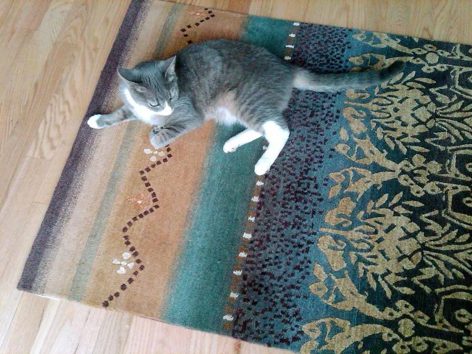 Linda Zoffer chose Tibetan wool carpets for a client with three cats and a dog. A Tibetan wool carpet is a good choice for a home with pets (or children). They are sturdy and clean well.