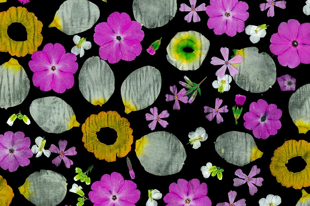 Black Collage