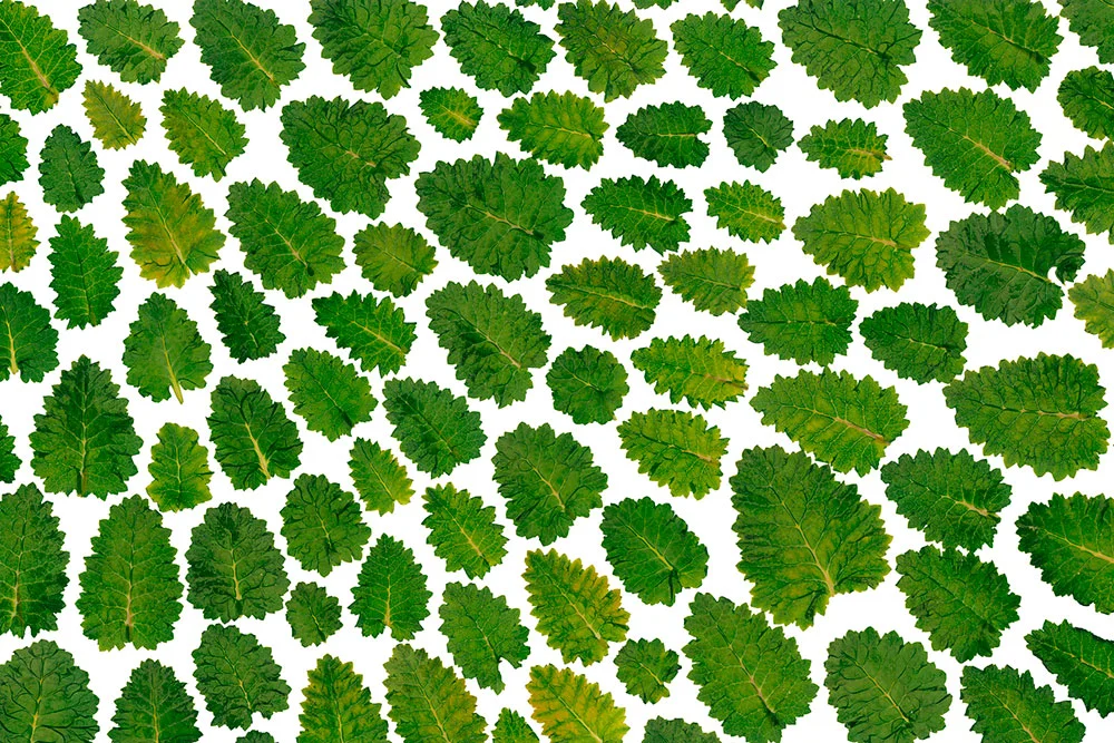 Primavera