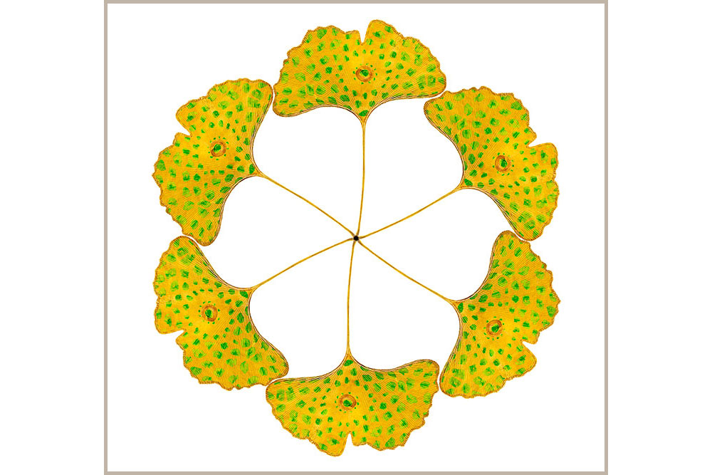 Ginko-Leaf-circle-beige-667.jpg