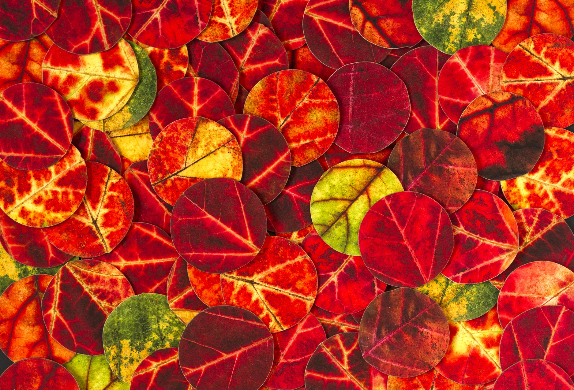 Maple leaf circles