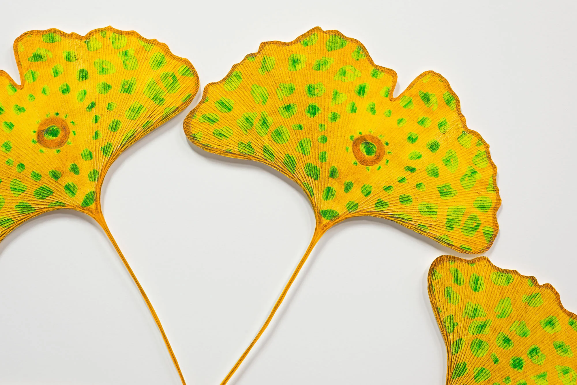 Ginkgo Lotus Flower. (Close-up)