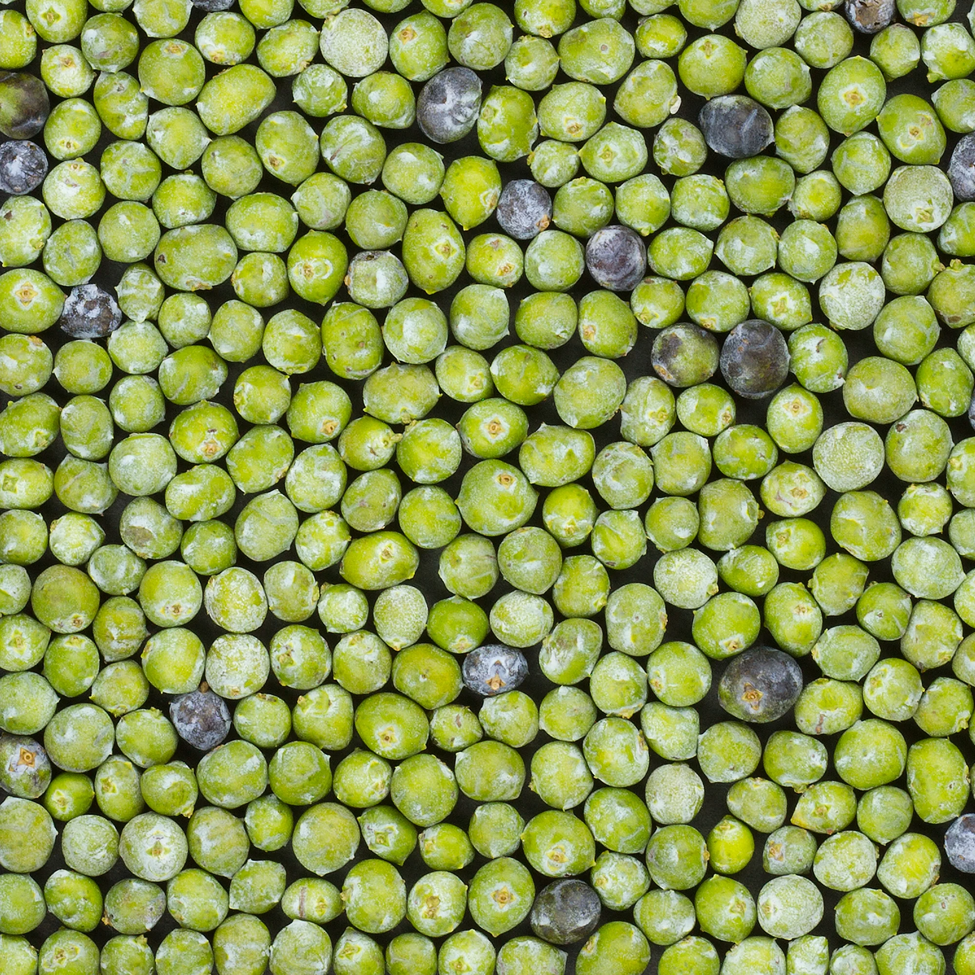 Juniper Berries
