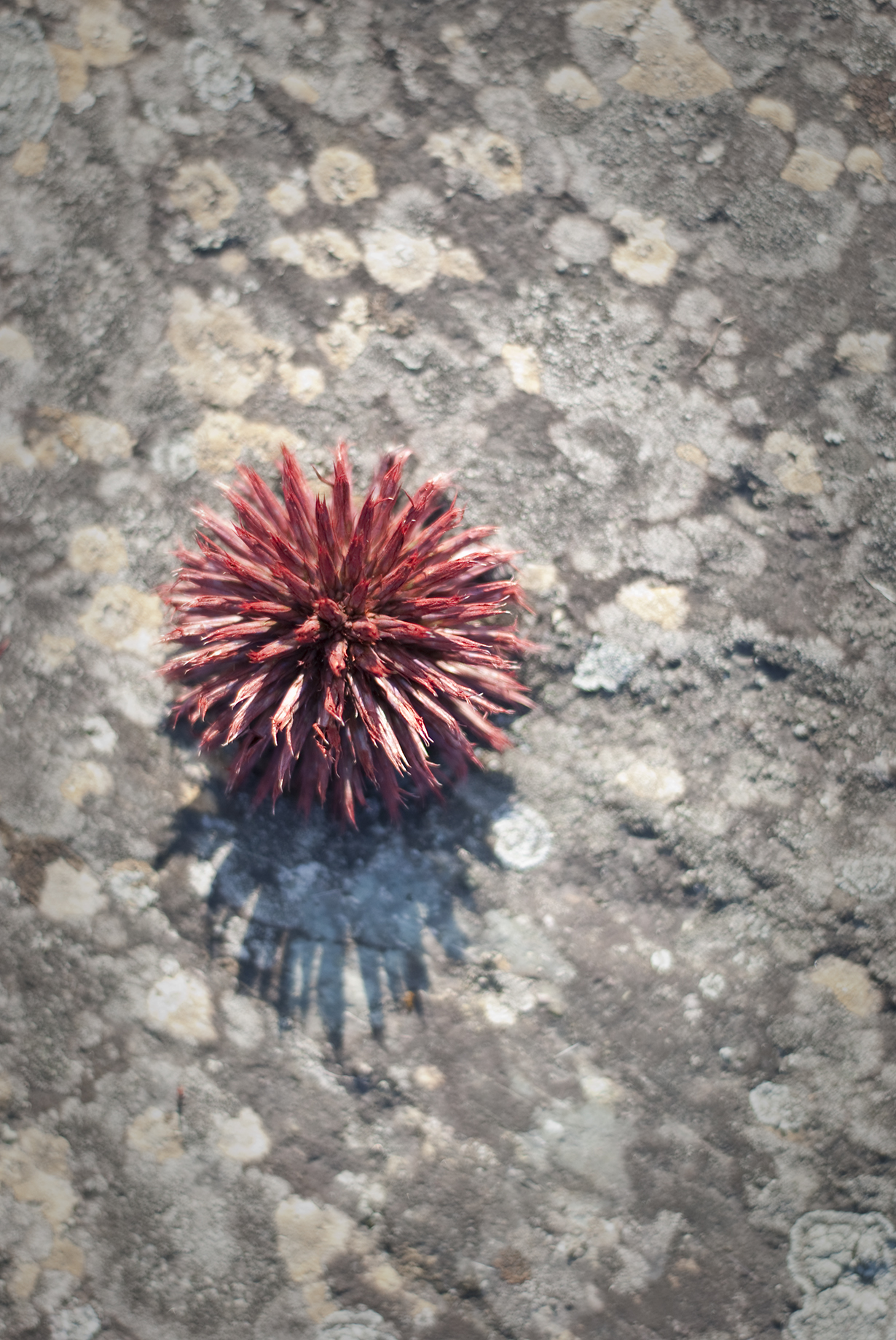 Echinops on Rock