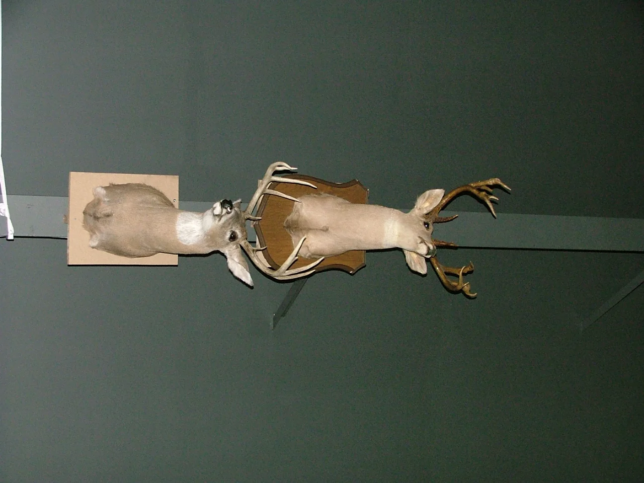DSCF3838.JPG