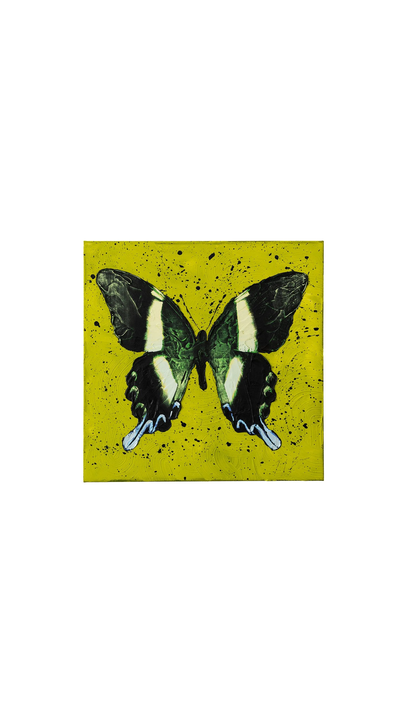 Peacock-Butterfly_24x24_AC_WEB-2.jpg