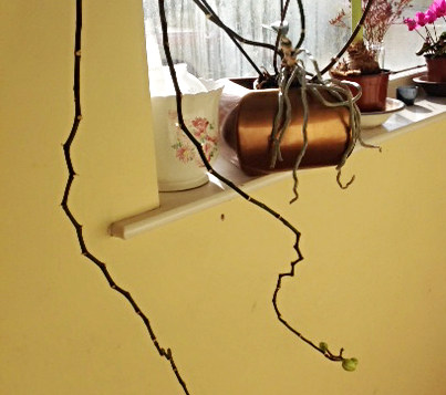 The nurtured and watered-every-day orchid Ces brought back from life and has now had over 140 flowers