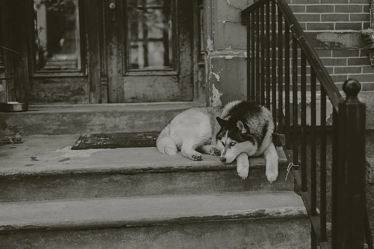 Dog New York