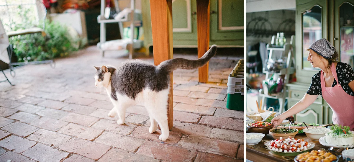 Cat at a wedding