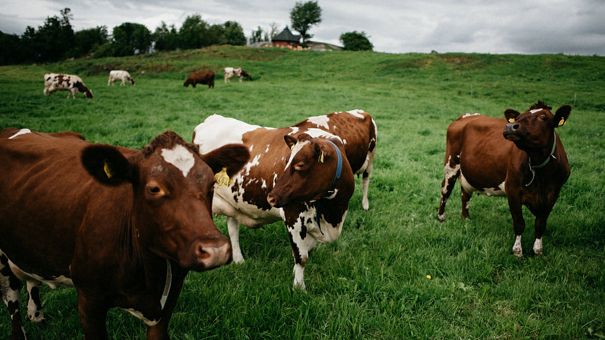 Cows in a field Trondheim