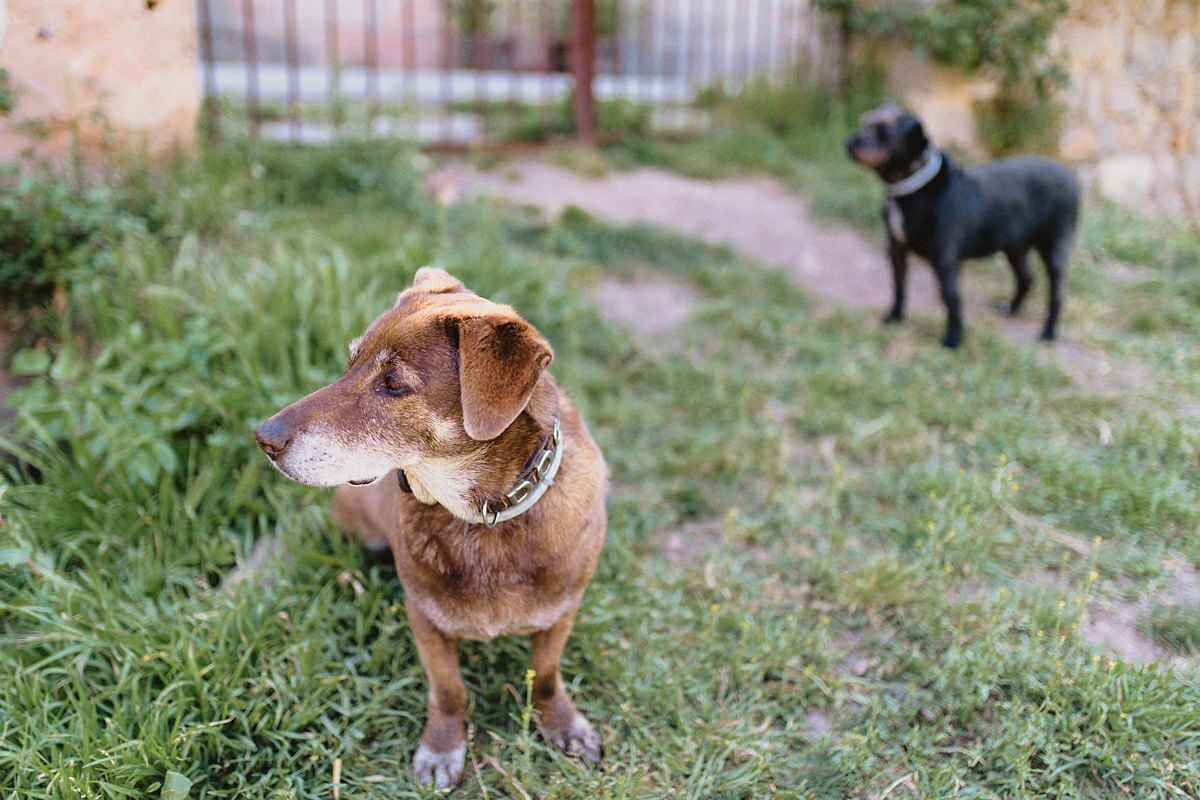 Dogs at the hotel