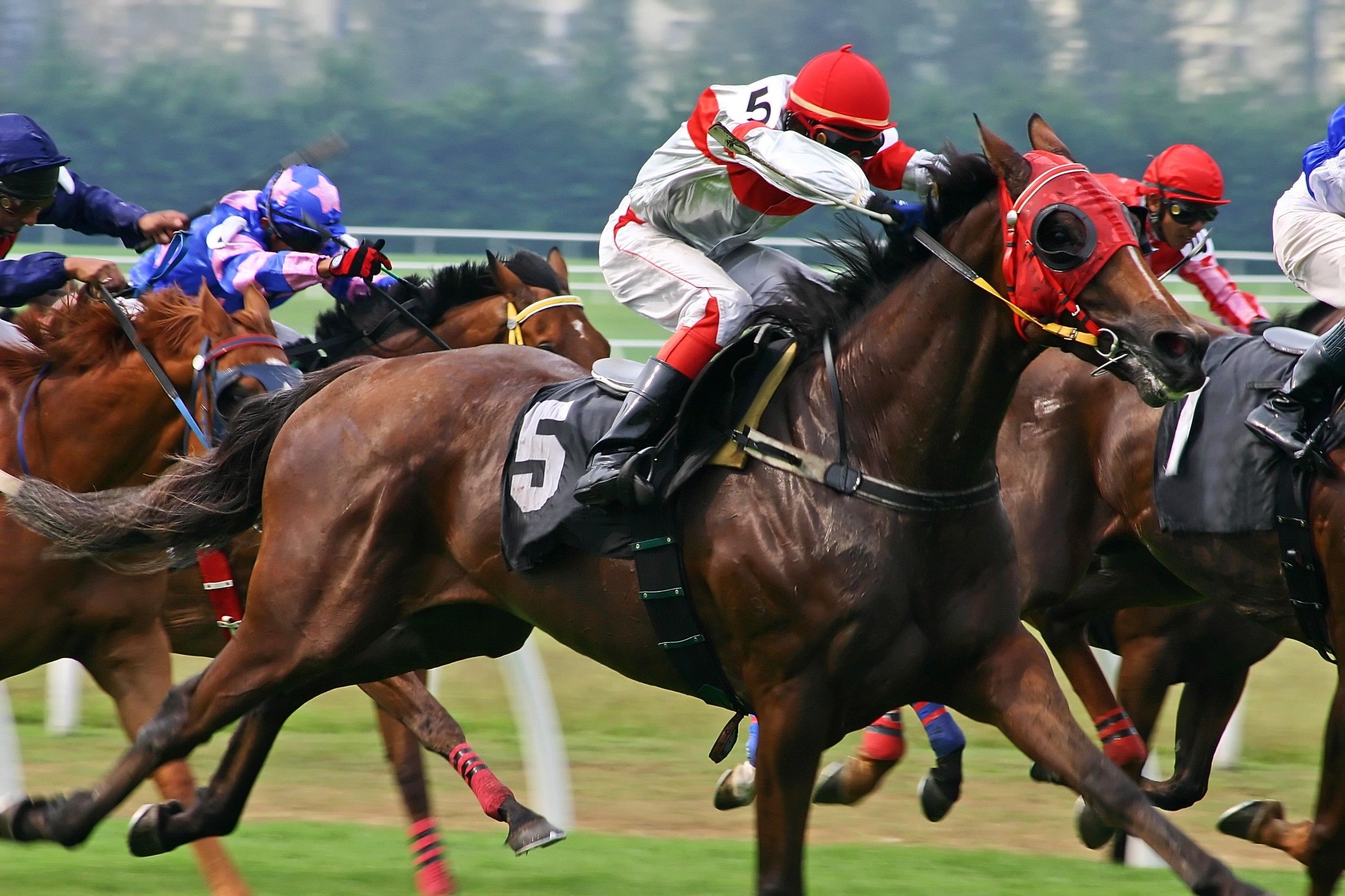 Sinatra Thoroughbred Racing and Breeding, L.L.C. at Berkley Farm - Horses Gallery