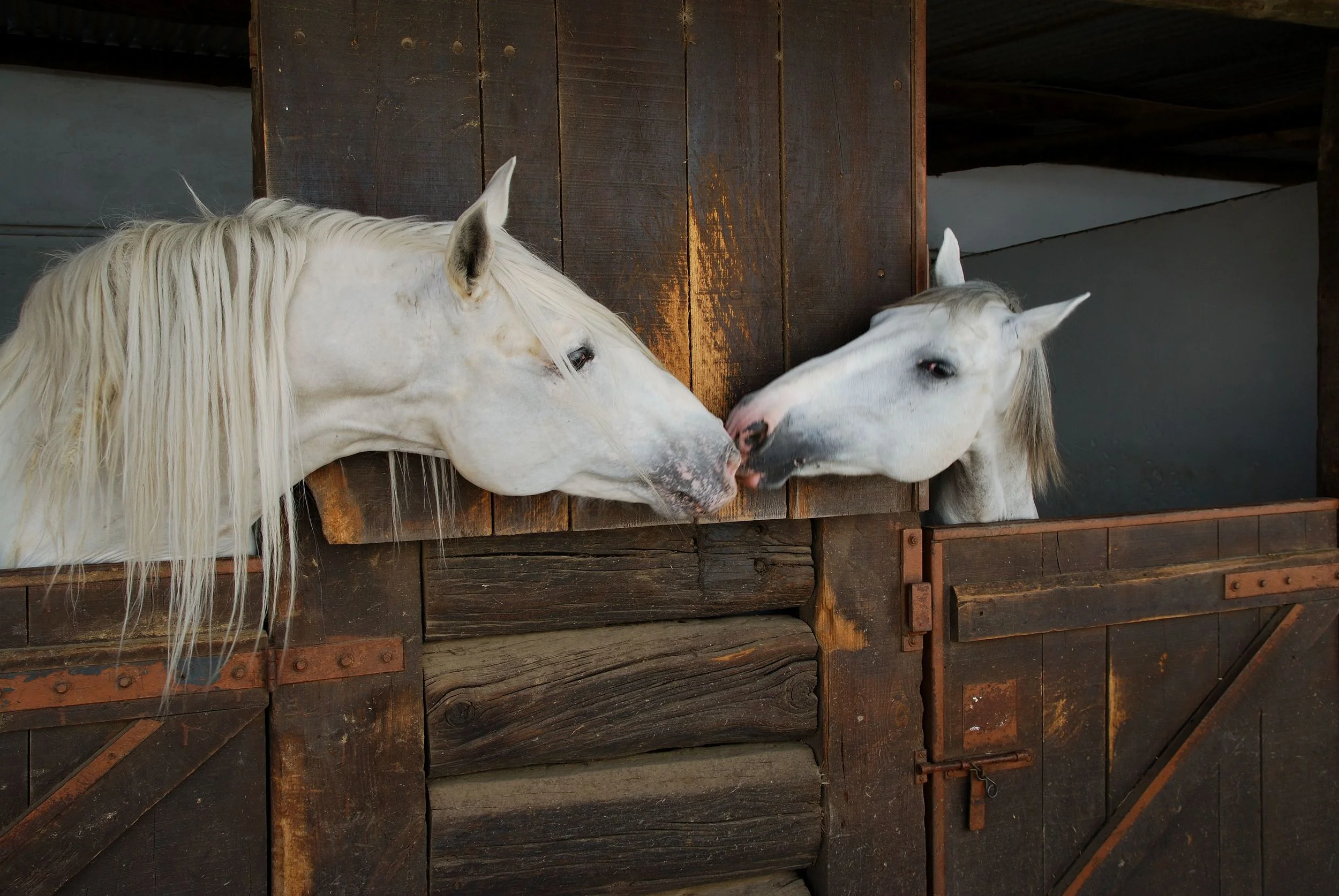 Sinatra Thoroughbred Racing and Breeding, L.L.C. at Berkley Farm - Horses Gallery