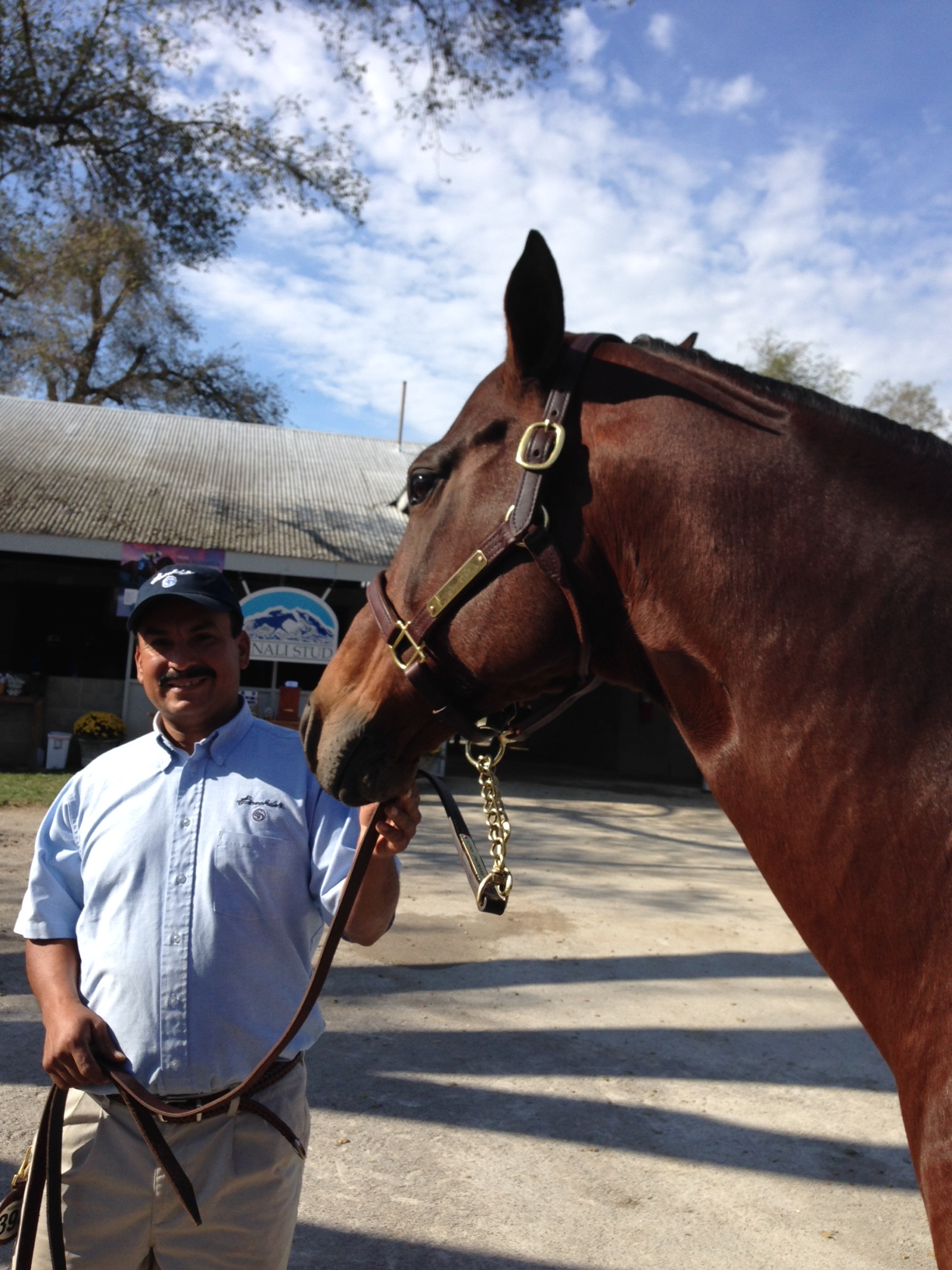  Sage Cat in foal to Union Rags with her groom, pre-sale 