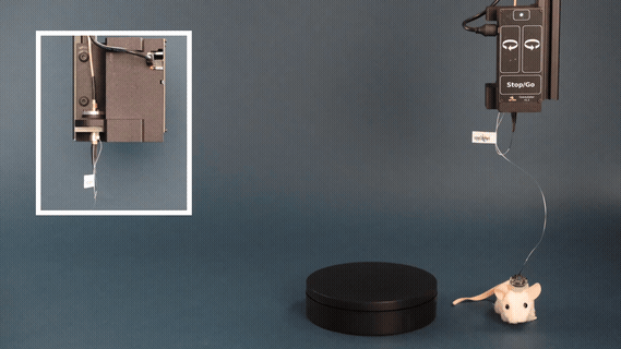 micro coax commutator 64ch headstage 14s 320p 21fps.gif
