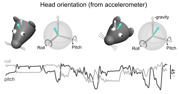 head_orientation.png