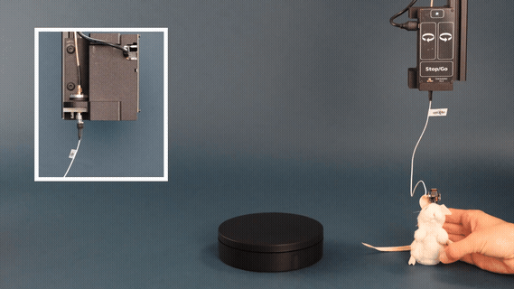 mini coax commutator miniscope 14s 320p 20fps.gif