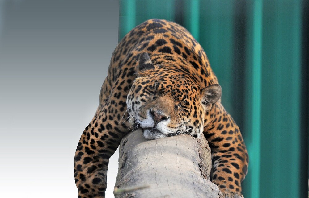 Jaguars: Panama's Apex Predators — The Lost and Found Jungle Hostel