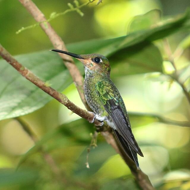 The Wild Beauty
.
.
.
.
.
.
.
#hummingbird 
#orchids
#macrophotography 
#macro
#jungle
#forest
#panama
#nature
#hiking
#wild
#freedom
#beautiful
#lostandfoundhostel
📷 @travellerdan