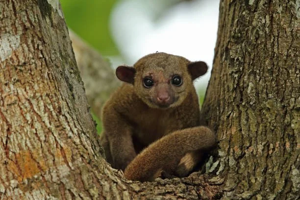 10 Most Interesting Kinkajou Facts