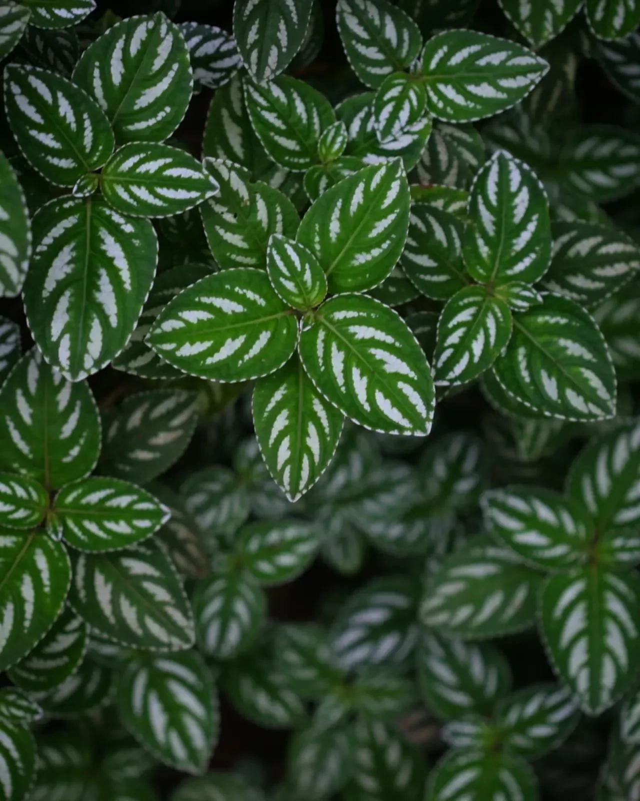 Panama and Ecotourism