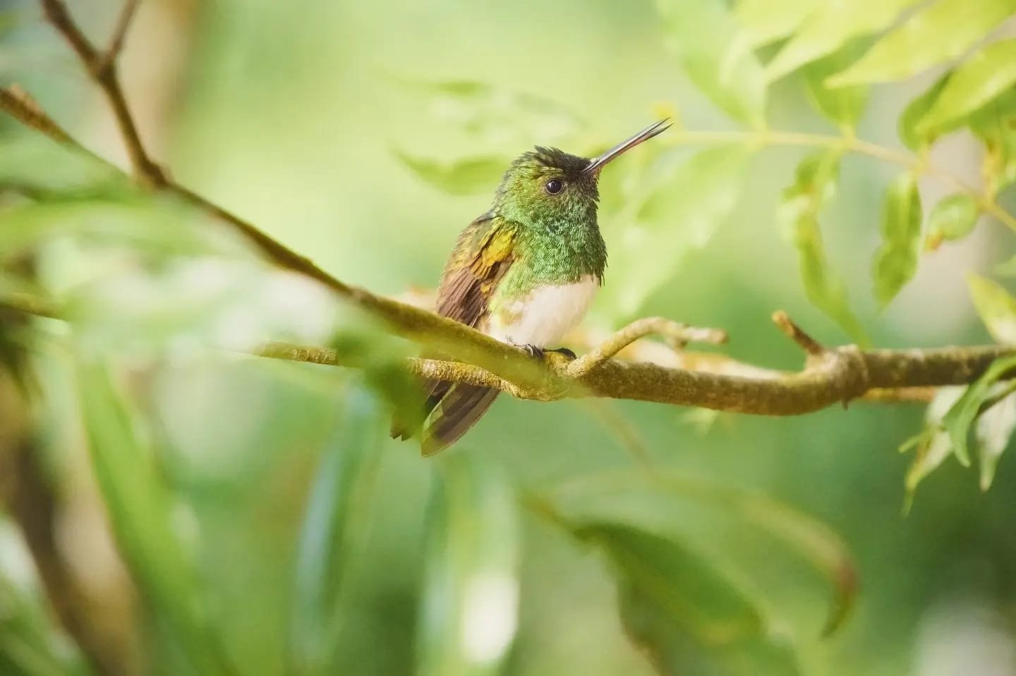 Birdwatching in Panama: Discovering the Chiriquí Highlands in Search of Your Feathered Friends