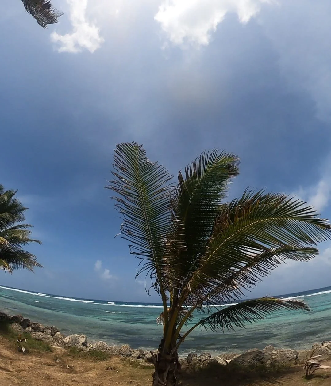 Diving with Sharks in Panama: A Thrilling Experience