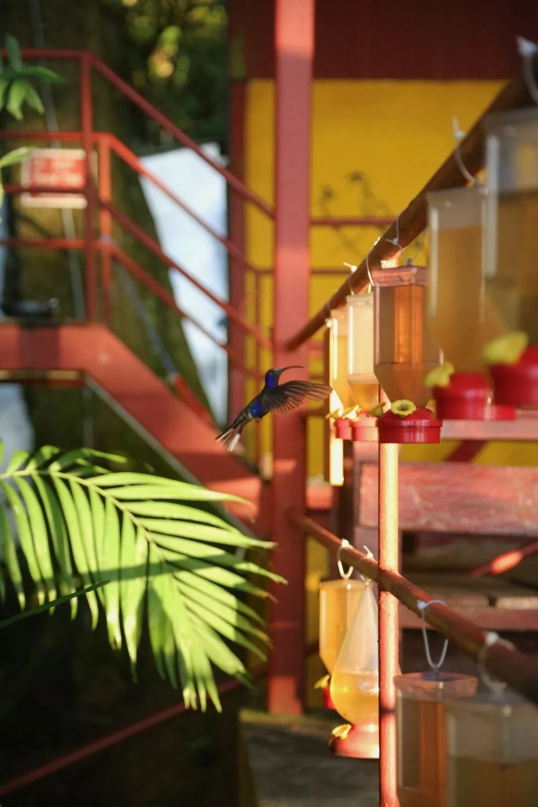 Birdwatching in Panama with eBird: Discovering the Fortuna Forest Reserve