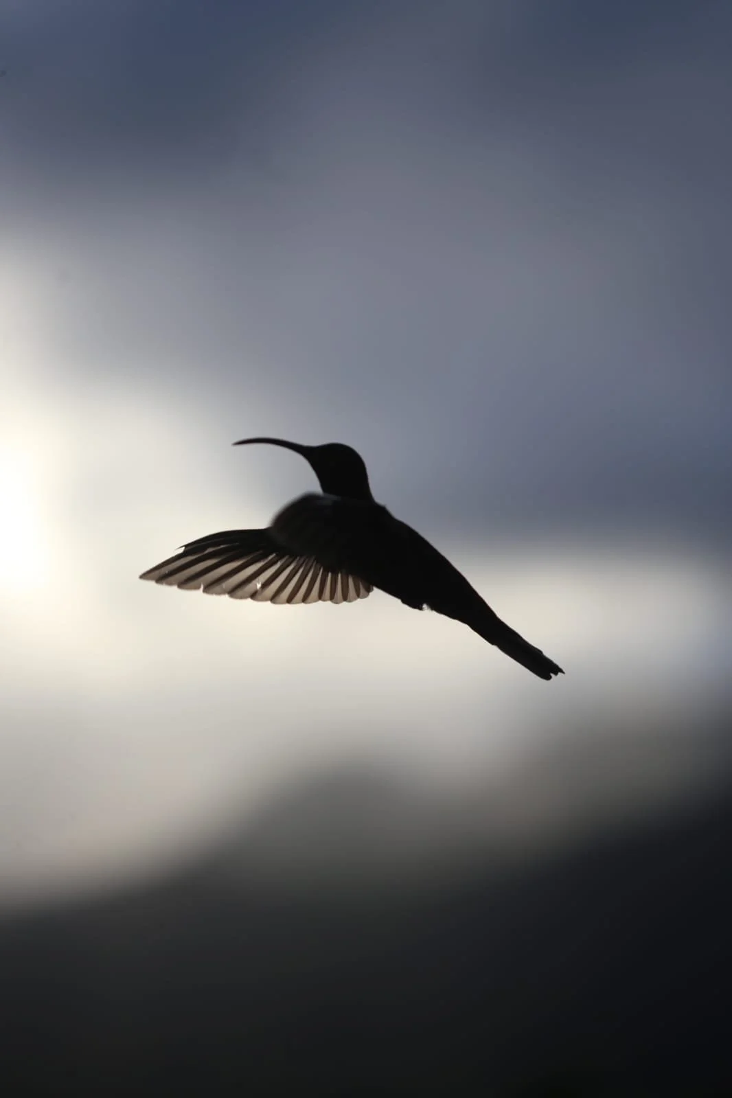 Young Travelers and the Rise of Birdwatching in Panama