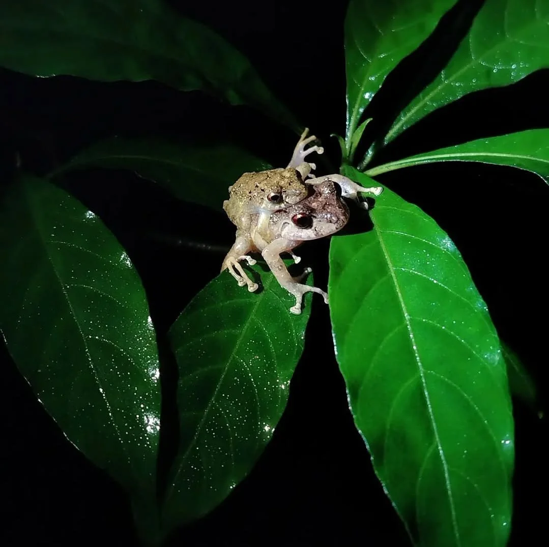 What Kind Of Nature Could I See on a Backpacking Trip to Panama